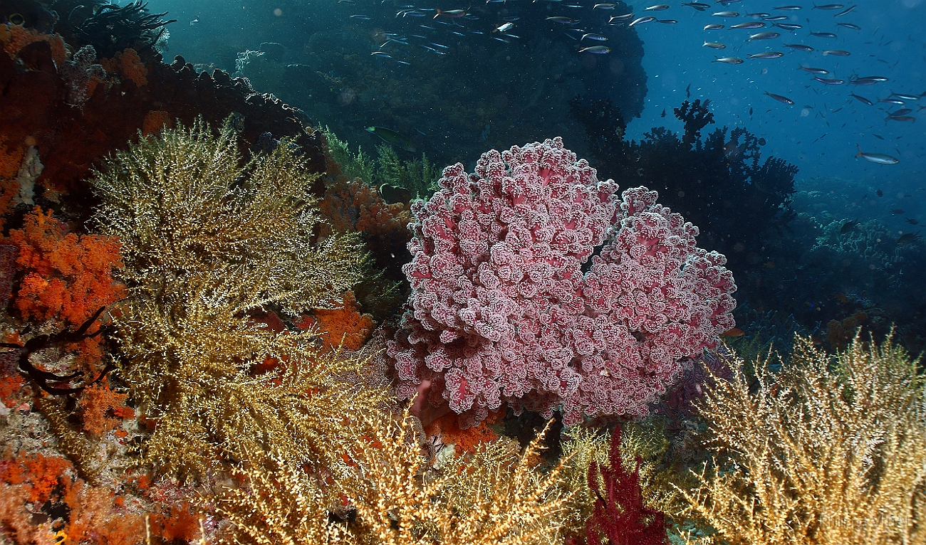 Raja Ampat 2016 - Corail - IMG_4685_rc.jpg